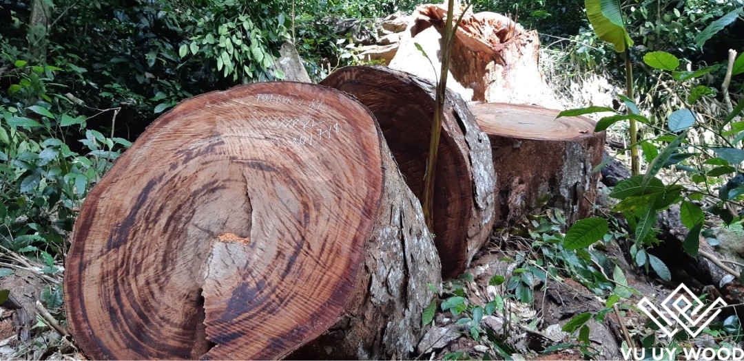 Các loại gỗ nhóm 1